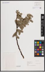 Foto von Salix caprea L.